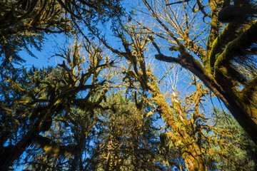Landscape view of the trees in the Hoh Rainforest in Olympic National Park (Washington).