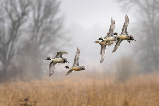 Northern pintails flying over grassy field in Ridgefield National Wildlife Refuge