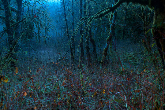 View of alder and maple trees covered with moss in forest at night