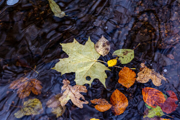 Beautiful red, orange and green autumn leaves in floating in a river. Picture from Scania county, southern Sweden