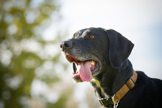Close up of great dane labrador