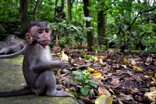 Portrait of monkey eating fruit in forest