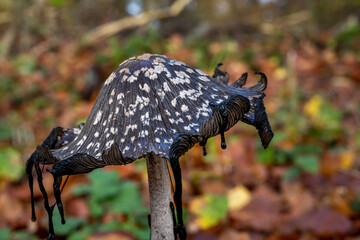 A picture of a brown fungus in a forest. Brown autumn leaves in the background