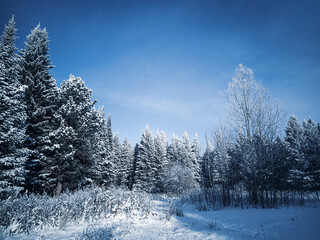 Stunning winter frosty landscape. Coniferous trees in the snow against a blue sky with clouds. Sunny cold winter day. Copspace.