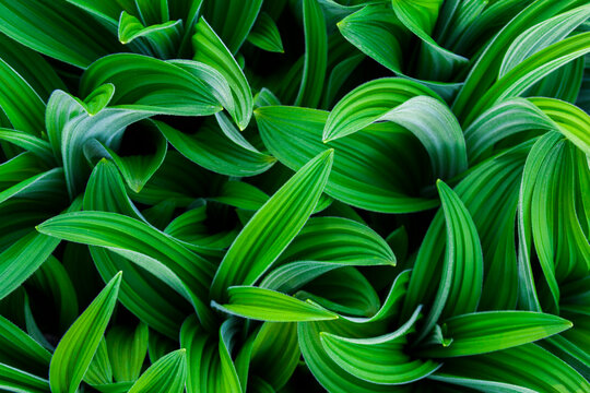 Close up of corn lily