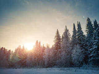 Stunning winter frosty landscape. Coniferous trees in the snow against a blue sky with clouds. Sunny cold winter day. Copspace.