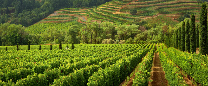 Vineyards of wine country in early morning light