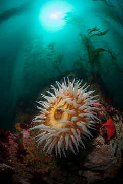 View of fish eating anemone resting beneath kelp forest in sea