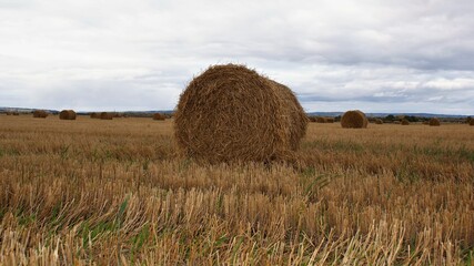 Hay bale in the field, autumn