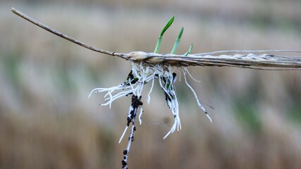 Sprouted spikelet of wheat in the field