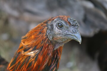 Huhn Brügger Kämpfer im Portrait