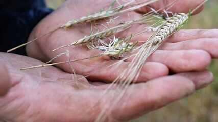 The sprouted grains of wheat in the men hands