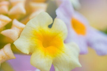 Macrophotography of garden flower petal beautiful view.