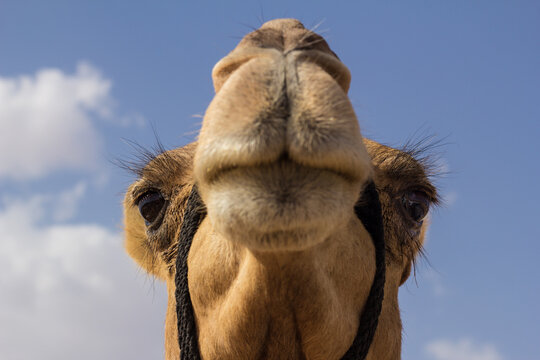Portrait of camel