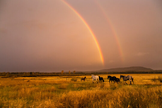 Horses returning to Moosehead Ranch, Grand Teton National Park
