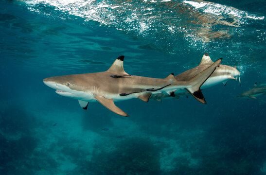 View of blacktip sharks swimming in sea