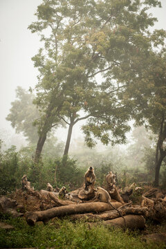 Fototapeta Group of gray langurs sitting on logs in forest of Chitrakoot