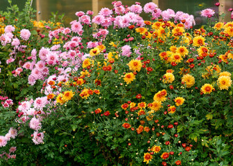 Obraz premium Bushes of colorful chrysanthemums in the garden in autumn.