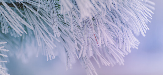 Winter panorama pine branches with snow and frost on a light background for decorative design