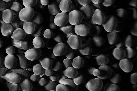 Close up of bubble coral polyps in Solomon Islands