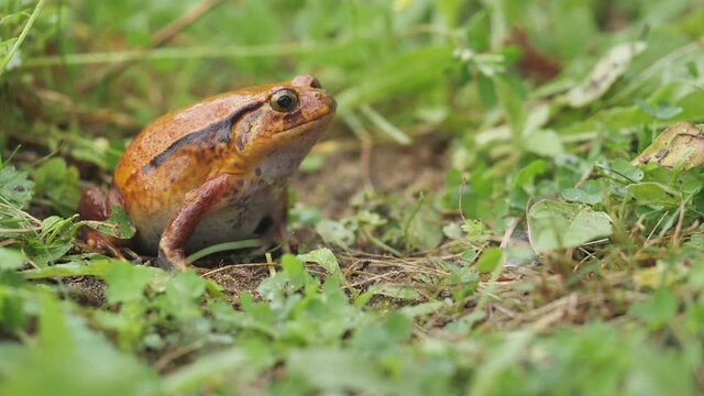 Ein roter Tomatenfrosch aus Madagaskar beim springen (Dyscophus antongilii), Zeitlupe