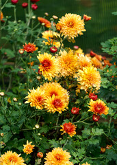 Bushes with yellow-orange flowers of chrysanthemums in the garden in autumn.