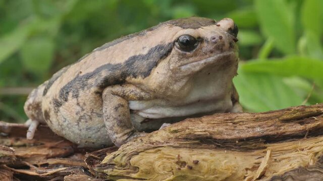 Ochsenfrosch aus Indien sitzt auf einem Ast (Kaloula pulchra) 50fps