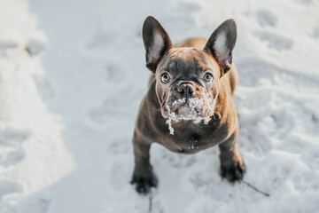 The French Bulldog sits in the snow in winter copy space. Funny face of a French Bulldog puppy covered in snow.