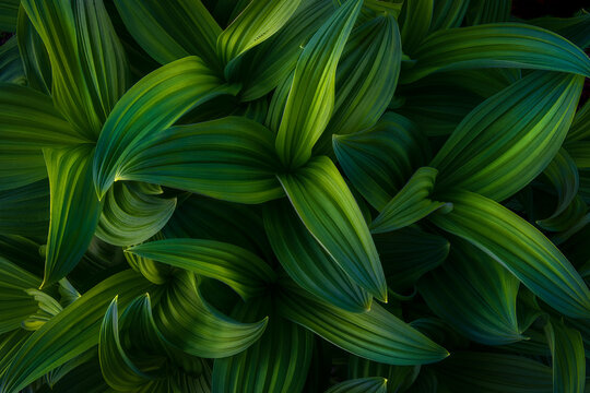 Close up of corn lily