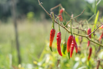 abandon red and green chilli