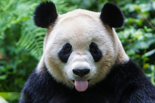 Portrait of Panda