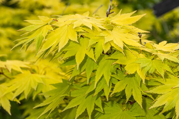 Leaves of Full Moon Maple (Acer shirasawanum 'Jordan') - obrazy, fototapety, plakaty