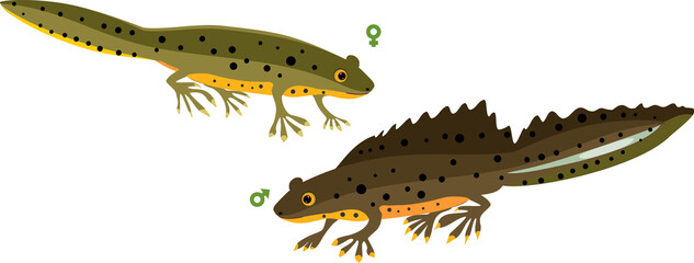 Male and female Cartoon crested newt isolated on white background - obrazy, fototapety, plakaty