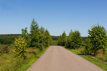 The path to the forest on a bright summer day