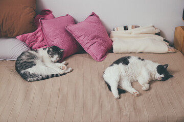 Two beautiful cats sleeping on pillows in bed