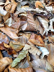 Montseny deep forest colorful autumn in Catalonia, Spain.