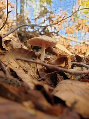 Montseny deep forest colorful autumn in Catalonia, Spain.