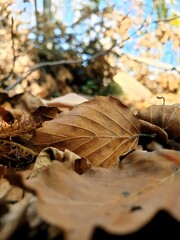 Montseny deep forest colorful autumn in Catalonia, Spain.