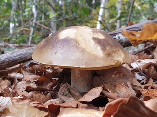 Montseny deep forest colorful autumn in Catalonia, Spain.