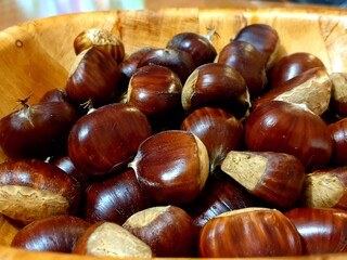 Montseny deep forest colorful autumn in Catalonia, Spain.