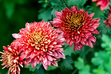 Bushes with burgundy flowers of chrysanthemums in the garden in autumn.
