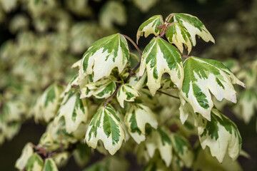 Leaves of Variegated Hedge or Field Maple (Acer campestre 'Carnival')