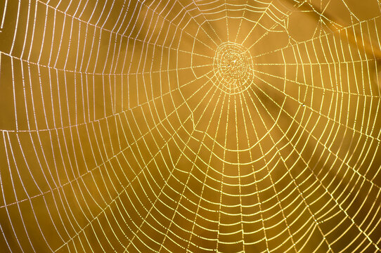 Close up of spider web