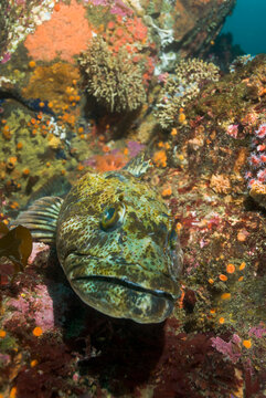 Portrait of lingcod resting on temperate reef