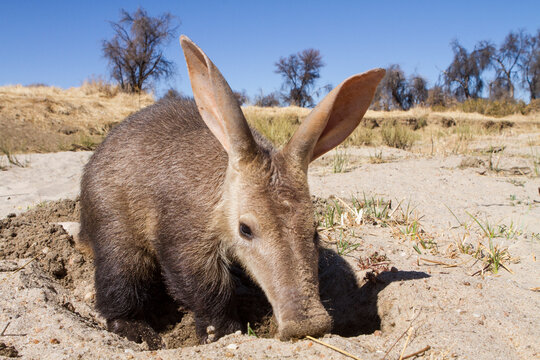 Close up of aardvark digging sand along dry river bed