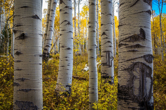 Scenic view of aspen trees in forest