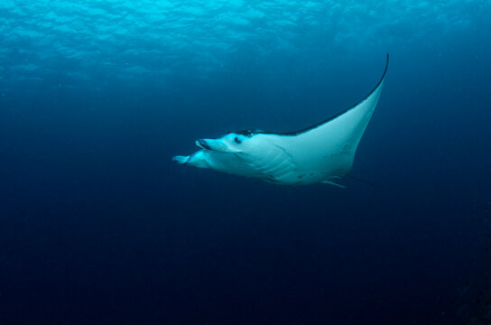 View of manta ray swimming in sea