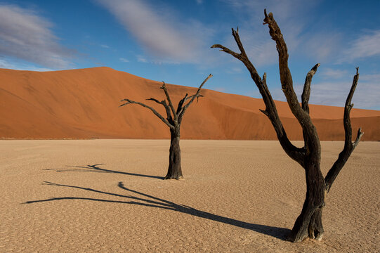 Scenic view of bare trees on desert landscape in Deadvlei