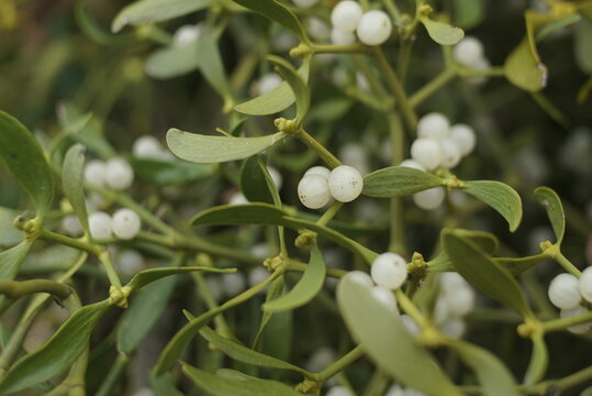 White Berries Of The Mistletoe Plant