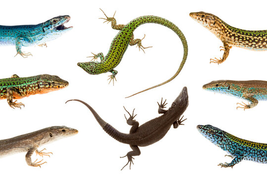 Close up of ibiza wall lizards on white background